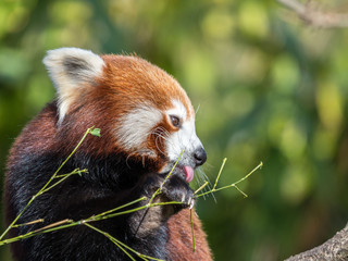 Red Panda