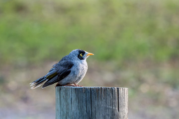 A Noisy Miner