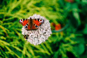 Red Admiral Butterfly photographed in England. 