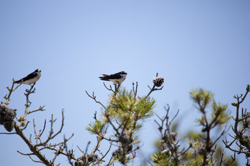  Tree Swallows Perched 3