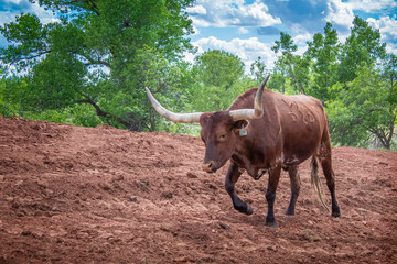 Brown Longhorn