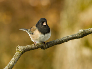 A dark-eyed junco perched on a branch, Salem, Oregon.  It is a species of the juncos, a genus of small grayish American sparrows.