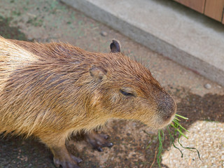 Head shot of a Capybara.
