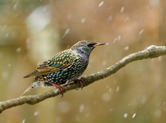 A starling perched on a branch during a snow storm, Salem, Oregon.  Starlings are small to...