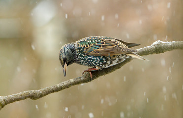 A starling perched on a branch during a snow storm, Salem, Oregon.  Starlings are small to...