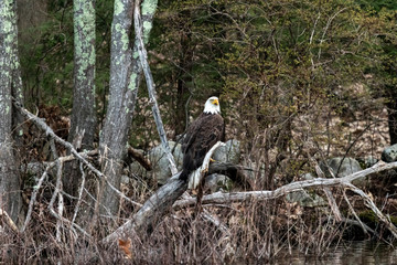 Bald Eagle Perched On Log 1