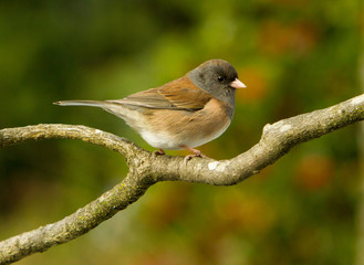 A dark-eyed junco perched on a branch, Salem, Oregon.  It is a species of the juncos, a genus of small grayish American sparrows.