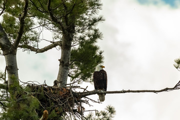 Bald Eagle Perched with Eaglet in Nest 2