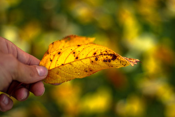 Leaf 