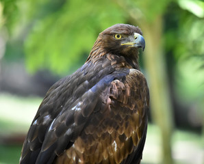 majestuosa aguila real