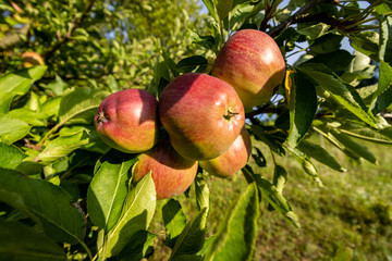 apple tree with apples in the garden