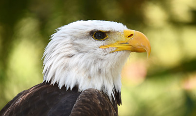 aguila de cabeza blanca americana