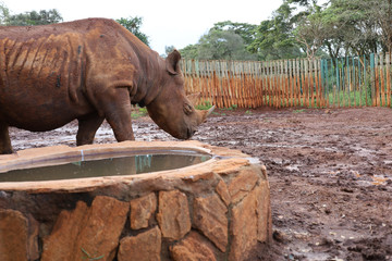 Young Rhinoceros in Nairobi, Kenya