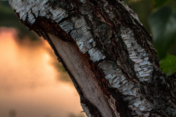 Detailed view of tree bark