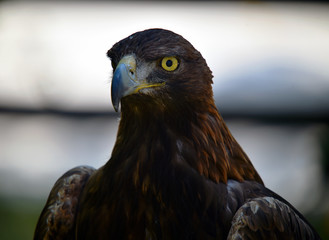 cabeza de aguila real