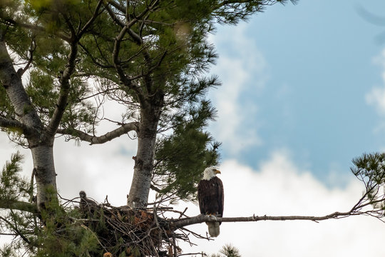 Bald Eagle Perched with Eaglet in Nest 1