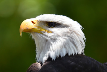 aguila calva americana