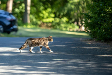 Cat Crossing the Street