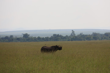 Lone Rhinoceros on Savannah in Kenya, Africa 