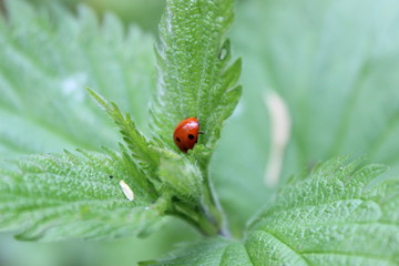 Marienkäfer