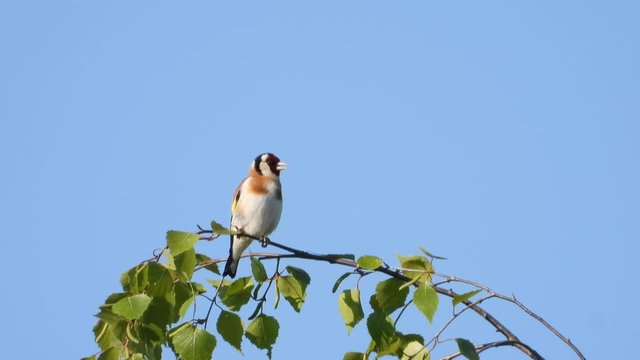 Stieglitz&nbsp;(Carduelis carduelis)