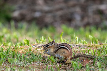 Chipmunk Foraging in the Grass 6