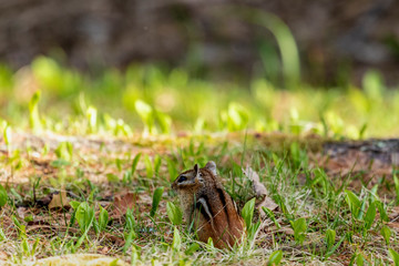 Chipmunk Foraging in the Grass 8
