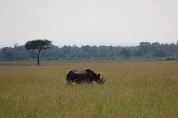 Naklejka na ściany i meble Lone Rhinoceros on Savannah in Kenya, Africa 