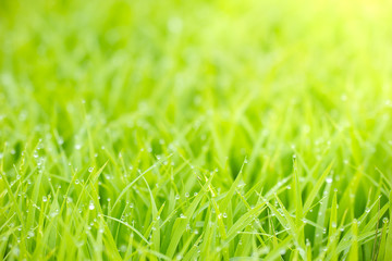 Drops of water dew on the leaves of rice seedlings and gold sunlight in the morning. Concept of the organic farm. The sprout of rice plants in farmer's plantation.