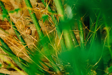 Baby bird hiding in Japanese Acer. 