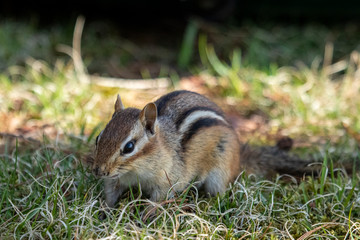 Chipmunk Foraging in the Grass 13