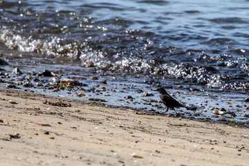 Common Grackle Walking the Beach