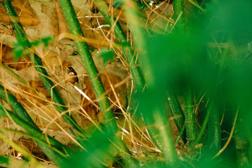 Baby bird hiding in Japanese Acer. 
