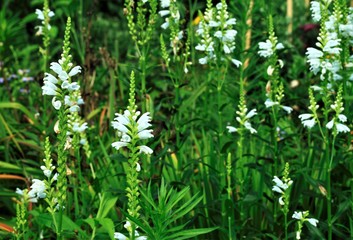 ミントの白い花