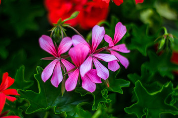 Pink flowers
