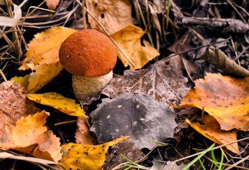 last day of summer - hunting mushrooms