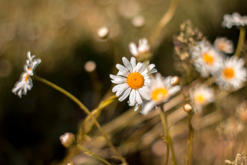 Pictures of chamomile