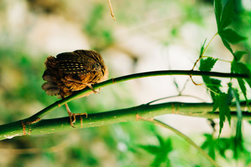 Baby sparrow feet and bu