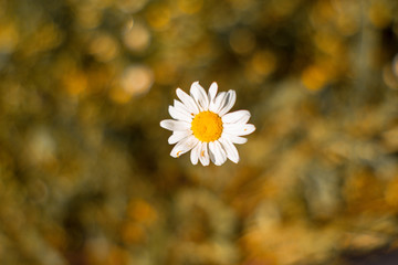 Pictures of chamomile