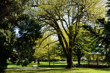 trees in the park