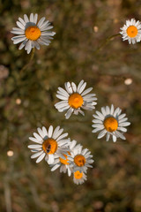 Pictures of chamomile