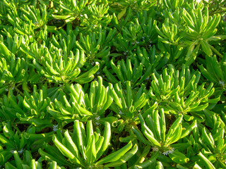 Green leaves in the beach