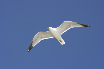 flying seagull and blue sky