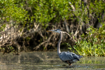 Great Blue Heron Side Profile