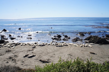 Elephant Seals, Highway 1, California Coast