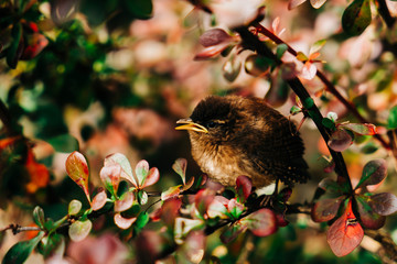 Baby sparrow hiding in red bush. 
