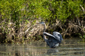 Great Blue Heron with Wings Raised