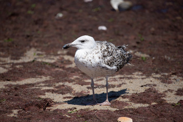 Large Gull Resting on Cape Cod Beach