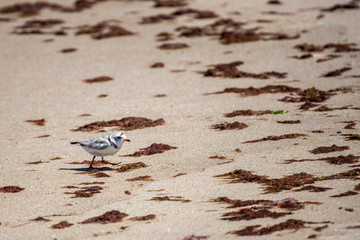 Piping Plover Walking on Cape Cod Beach