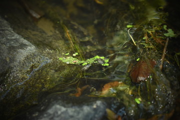 green moss in the water